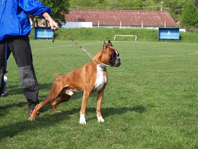 www.atibox.net * www.euroboxer.eu * www.boxergenealogia.eu